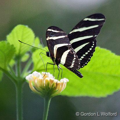 Zebra Longwing Butterfly_28247.jpg - Heliconius charithonia photographed at Ottawa, Ontario, Canada.